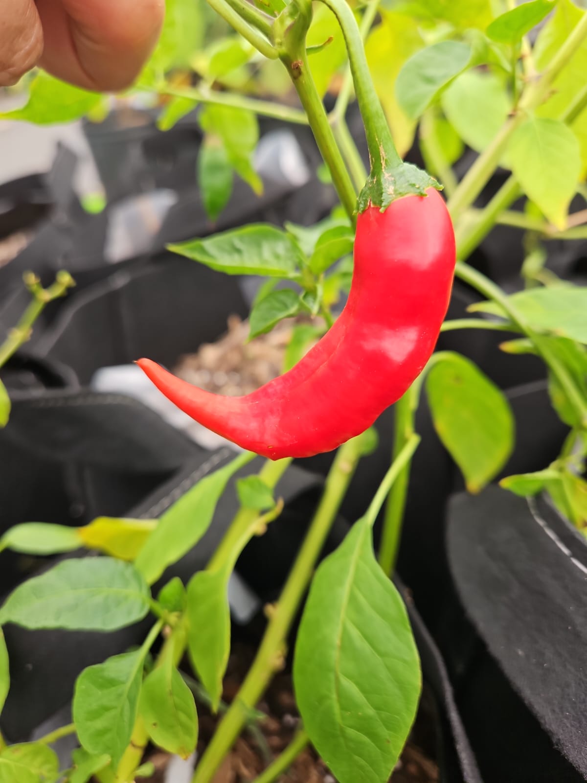 Pepper, ladies finger/Pimenta dedo de moca 1 gal