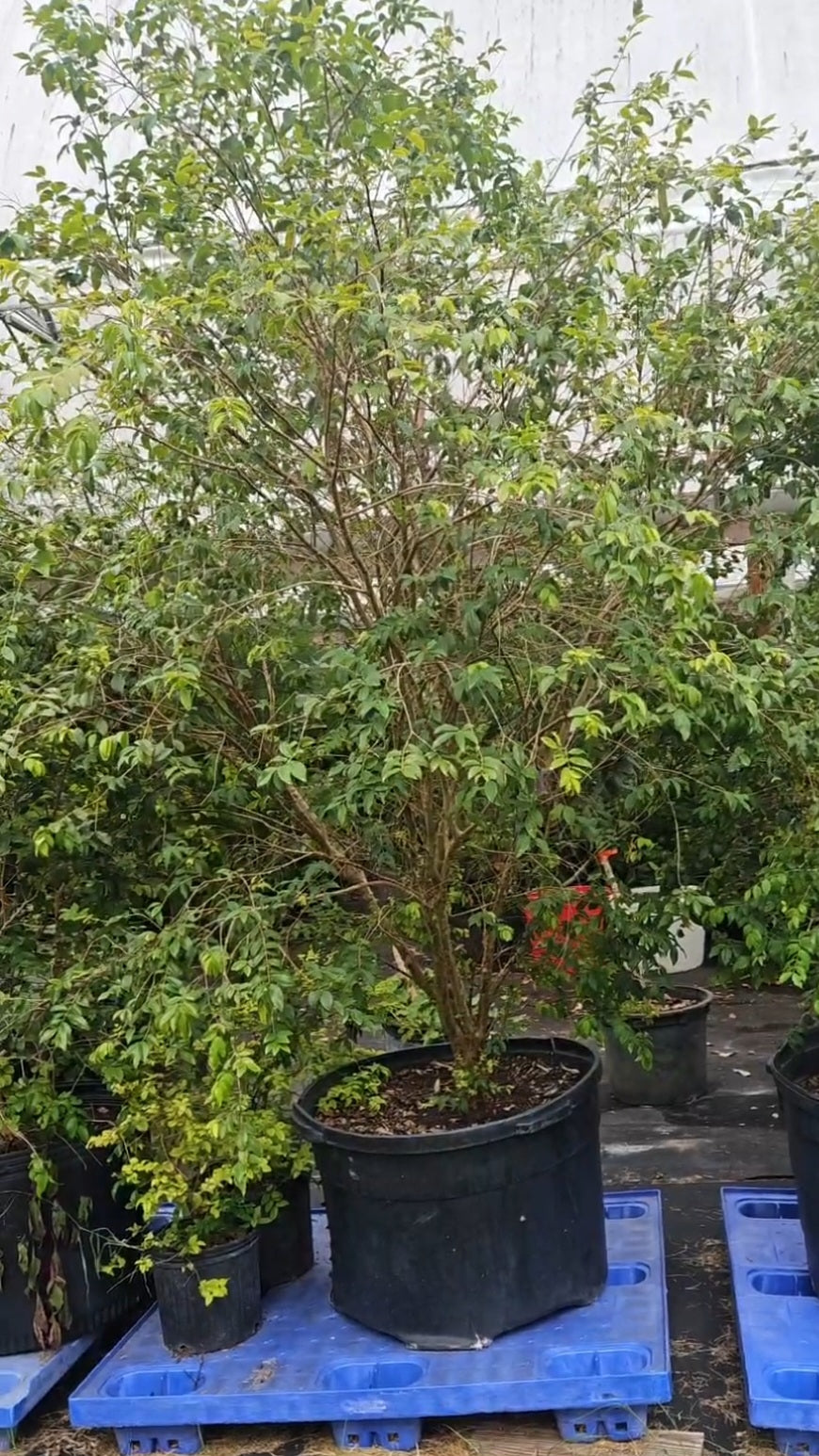 Jaboticaba Sabara, 55 gal, 11 years old. Fruiting age