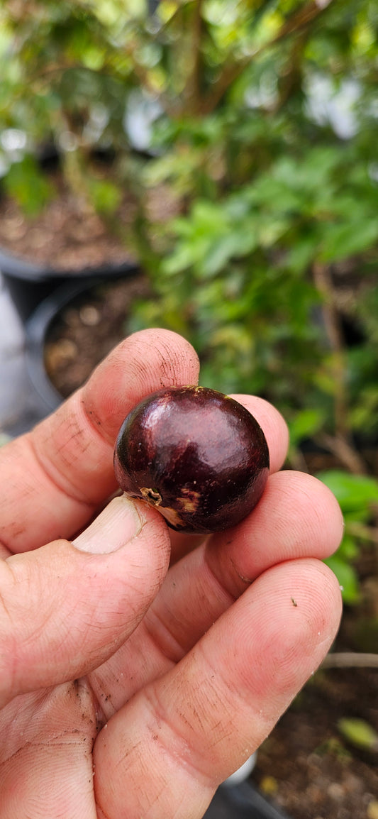 Jaboticaba Sabara, 30 gal, 7 years old.