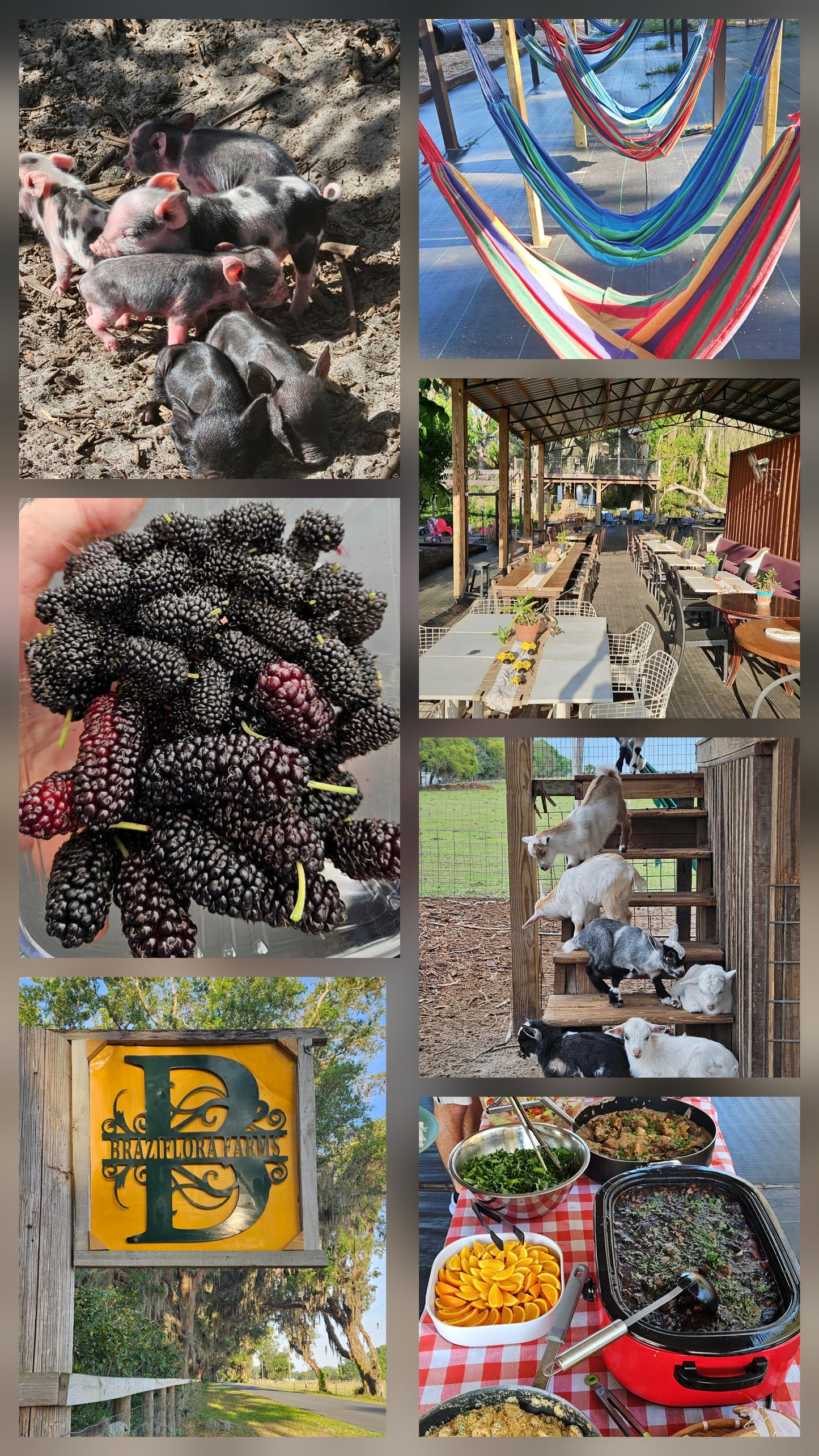 Farm Day Experience July 5th!