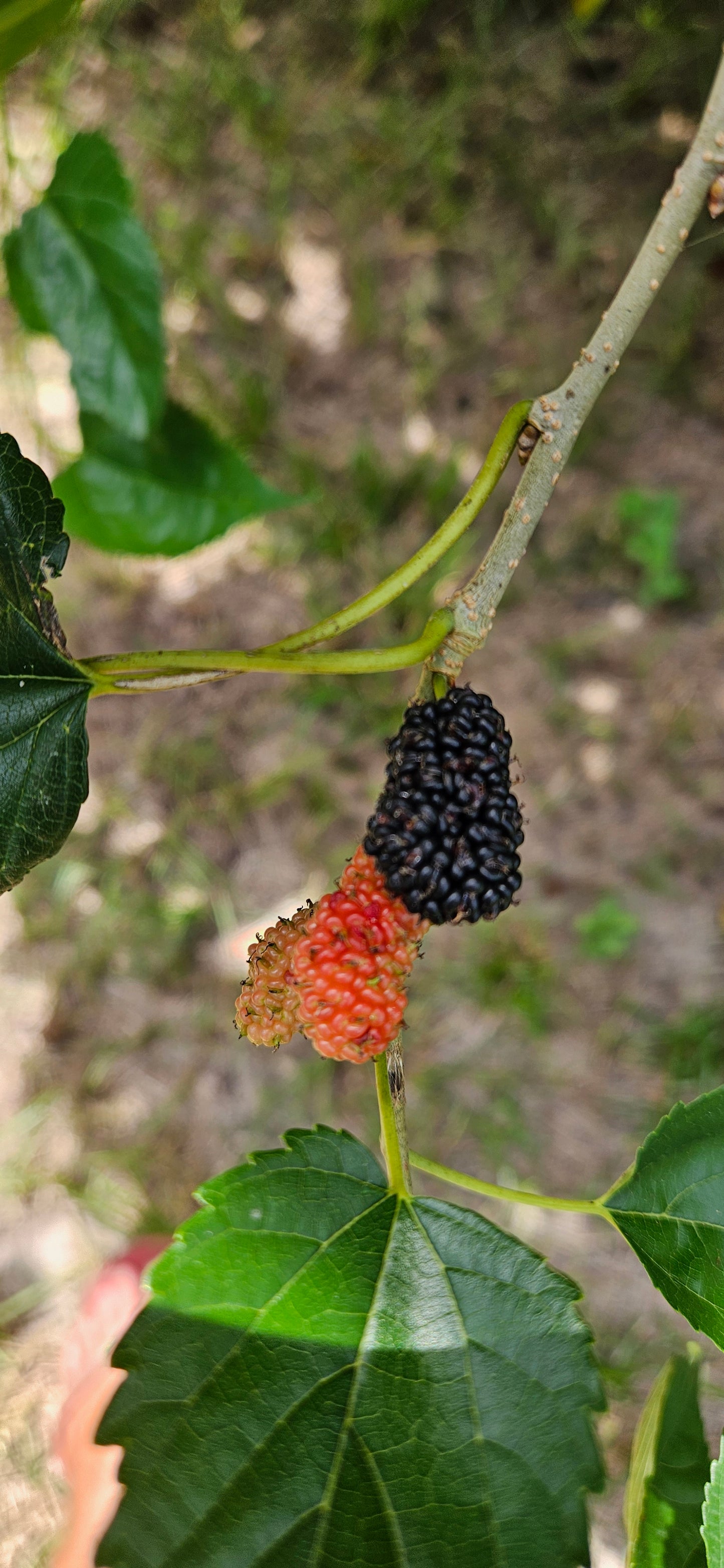 Mulberry leaf