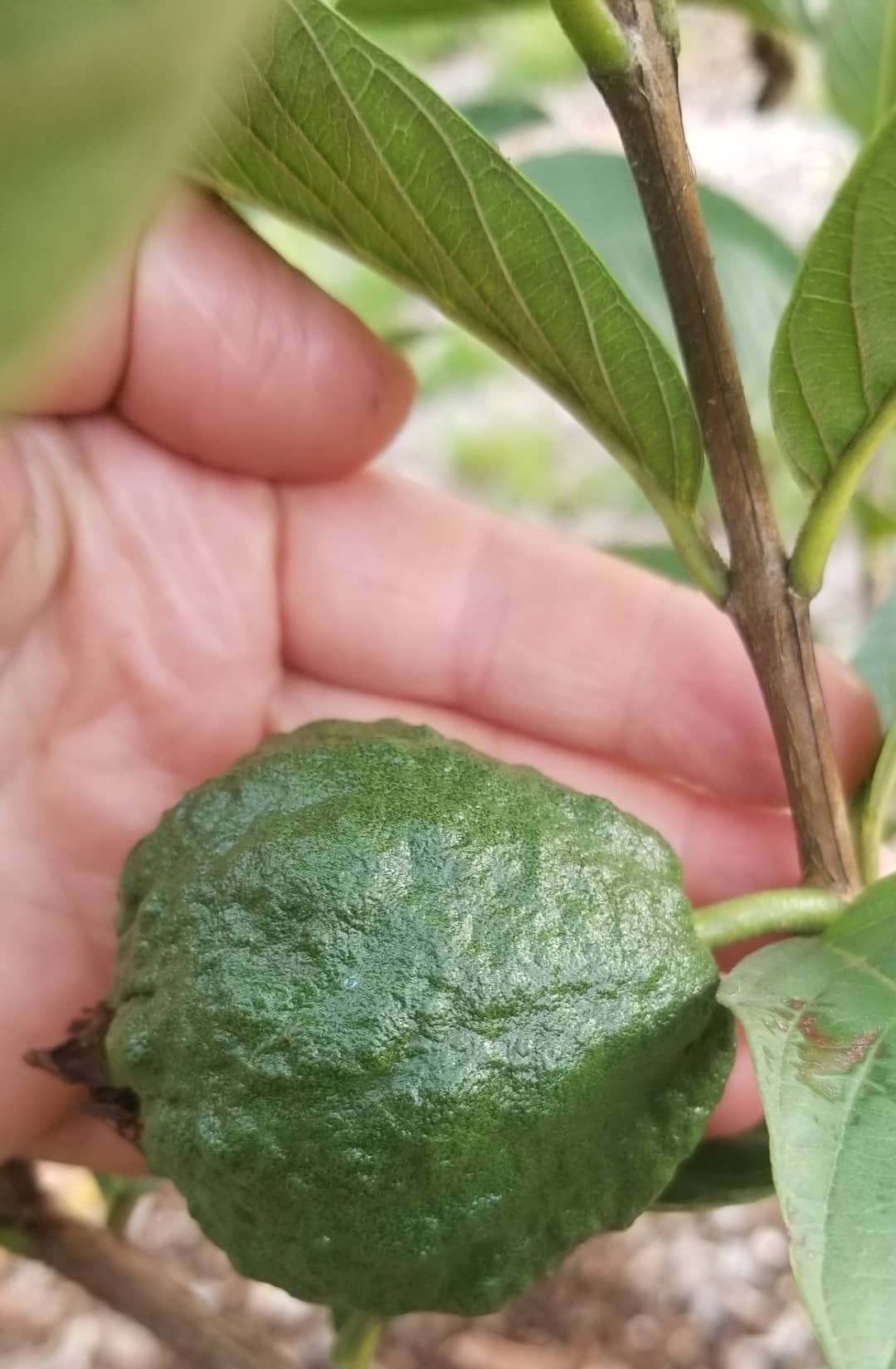 Folha de goiaba, guava