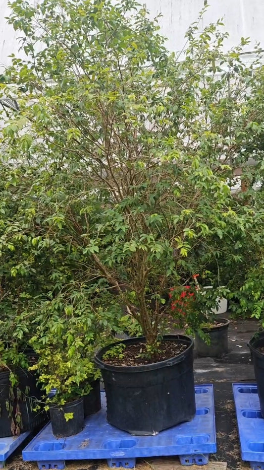 Jaboticaba Sabara, 55 gal, 11 years old. Fruiting age