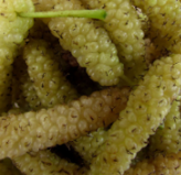 Branca Gigante Amora, Long White Mulberry