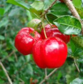 Barbados cherry/Acerola