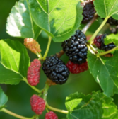 Everbearing Mulberry/Amora