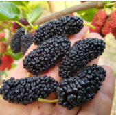 Giant mulberry/Gigante amora