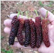 Pakistan Mulberry, Pakistanesa Amora