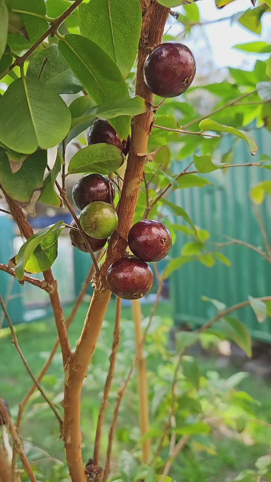 Jaboticaba Red or Hybrid, 30 gal, 7 years old. Fruiting age