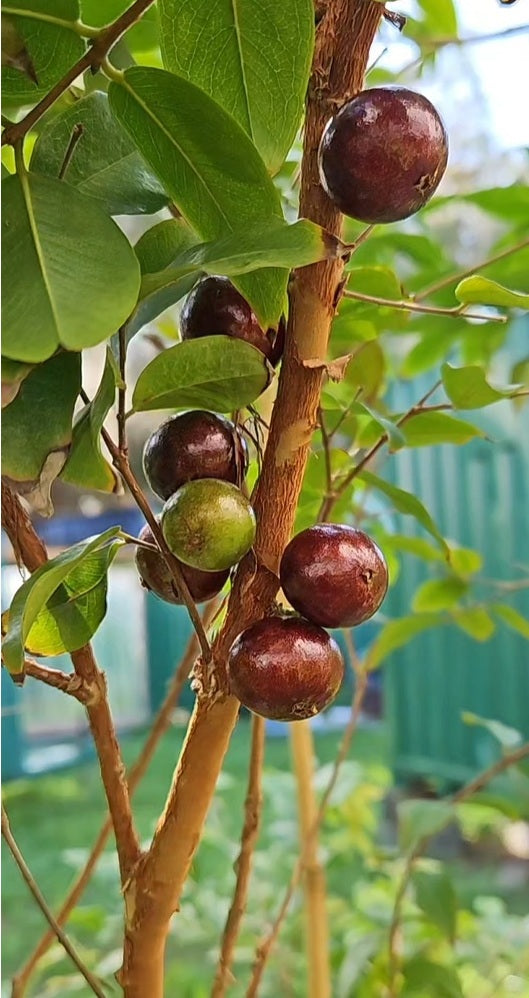 Jaboticaba Red or Hybrid, 30 gal, 7 years old. Fruiting age